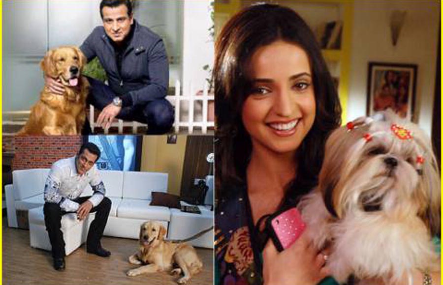 Adaalat and Chhanchhan (Sony TV), Bigg Boss (Colors)