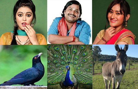 Match the 'Chidya Ghar' actors with the animals they play