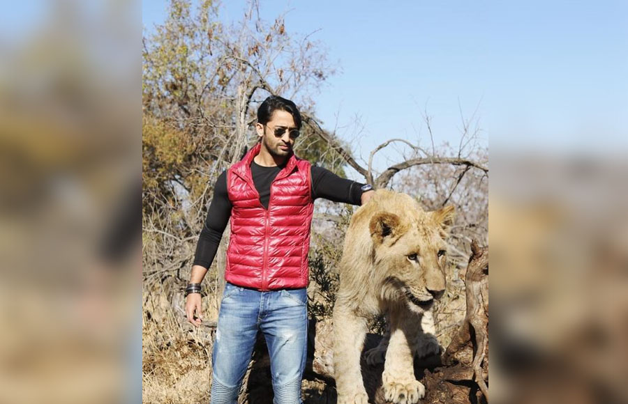 Fearless Shaheer!