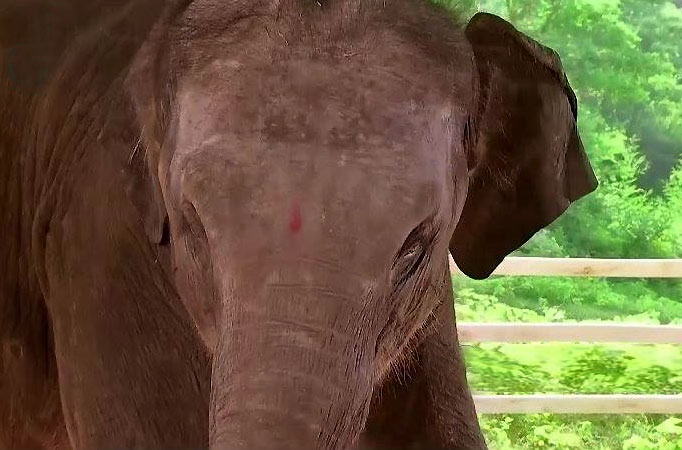 Elephant Ganesh in Bandhan