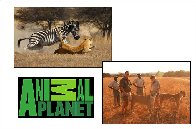 Animal Planet's launches reality series 'Lodging With Lions'