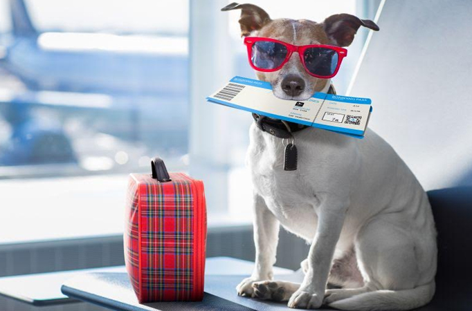 Here's to travel being pet friendly and off the grid this year 