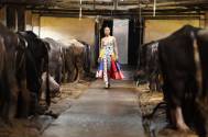 Models strut down a COW DUNG laden stinking and slippery ramp on India’s Next Top Model